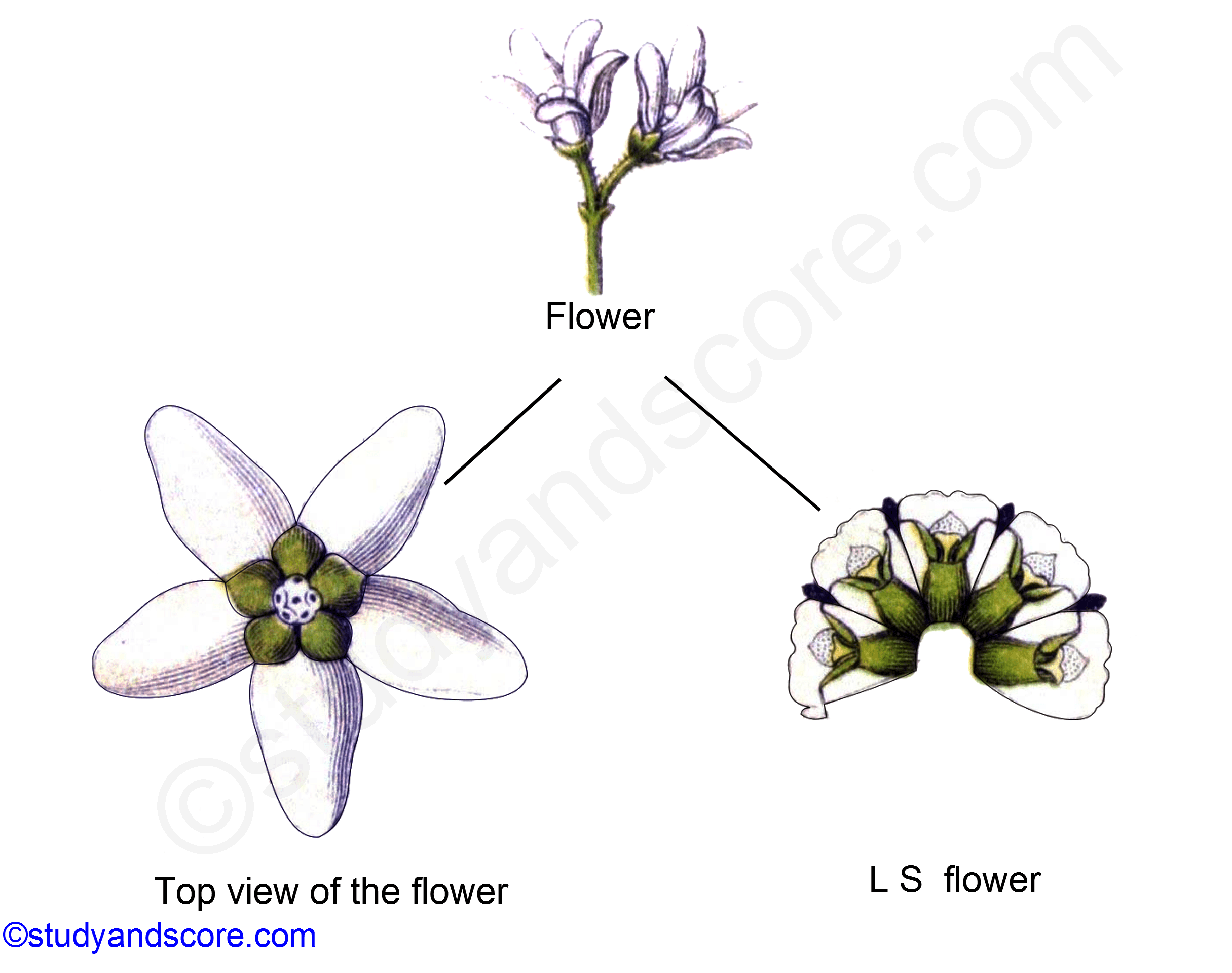 asclepiadaceae, floral diagram, vegetative characters, asclepias